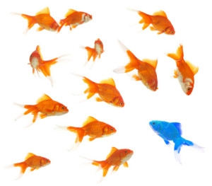 Apartments for rent in Spring TX A school of goldfish on a white background.