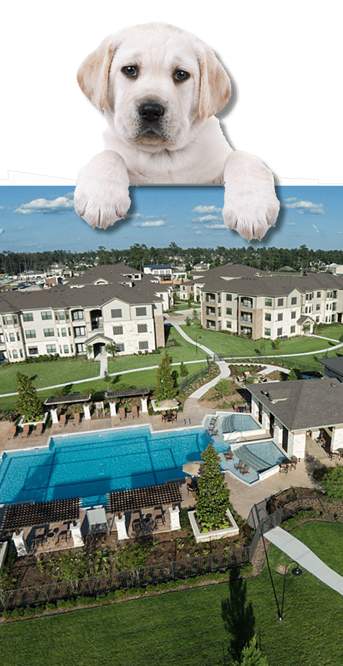 Apartments for rent in Spring TX A picture of a dog by a swimming pool in Spring, TX.